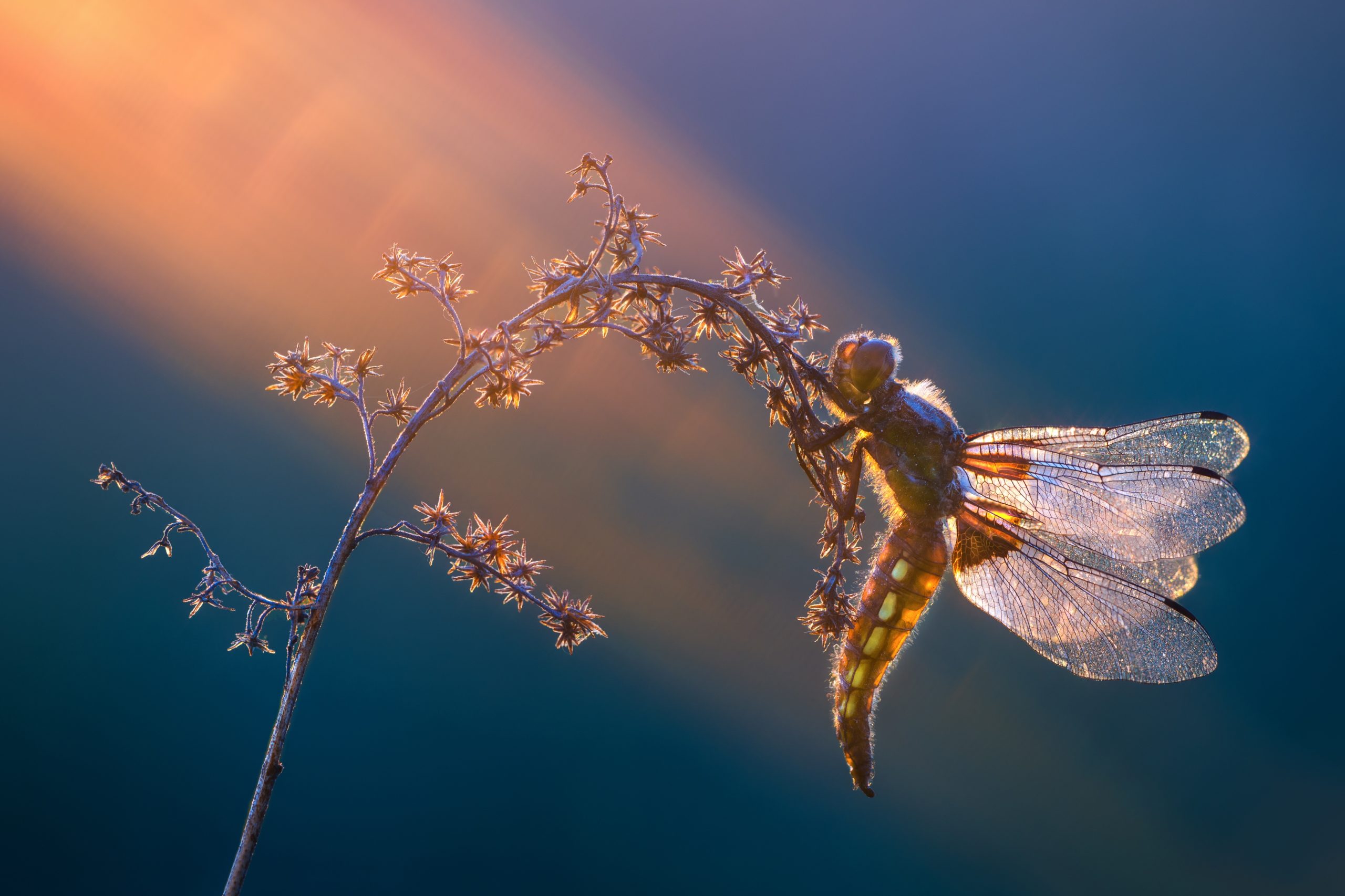 Broad-bodied chaser, Libellula depressa, on a plant stalk in the sun's rays